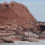 en juin 2022, les oiseaux marins (goléands et cormorans) n'étaient pas si nombreux. Ceux-là vivaient dans le parc national, près de Cavendish.